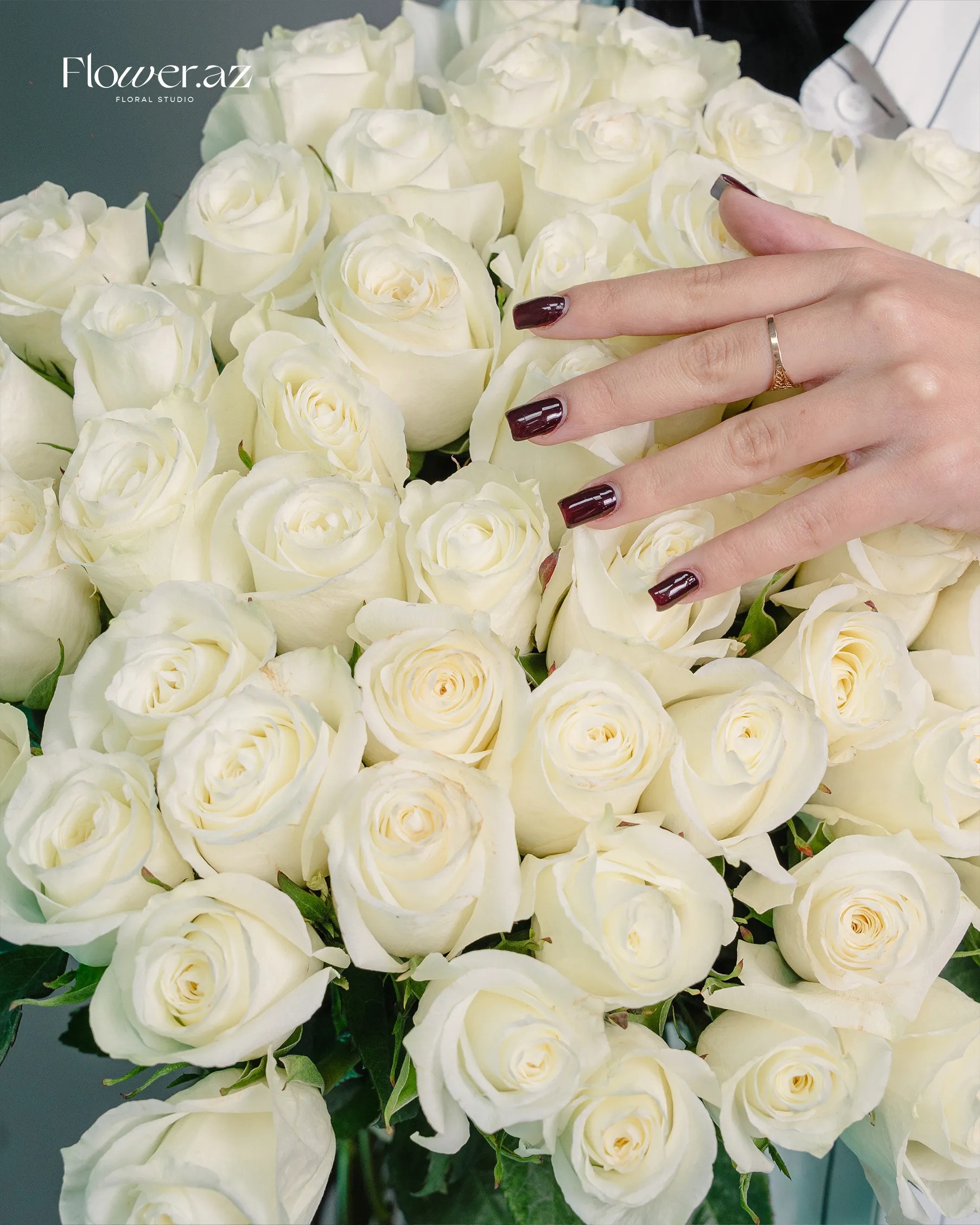 51 Ağ Ekvador Qızılgül 