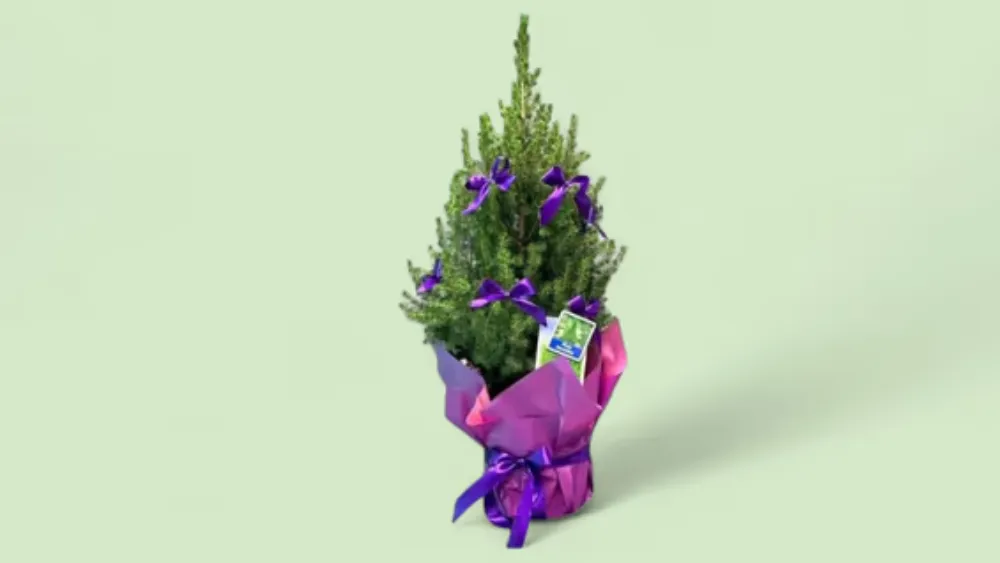 Bayram Sehrİ — Bənövşəyi Bantlarla Canlı Mini Şam Ağacı