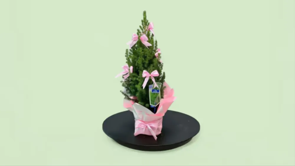 Şirin Yeni İl — Çəhrayı Bantlı Canlı Mini Şam Ağacı