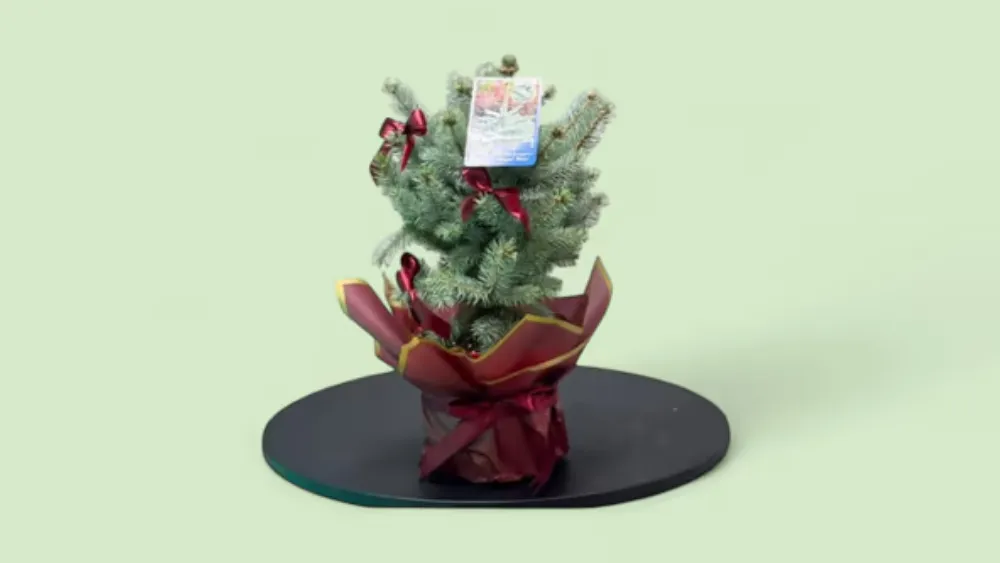 “Qırmızı Klassika — Yeni İl Mini Şam Ağacı