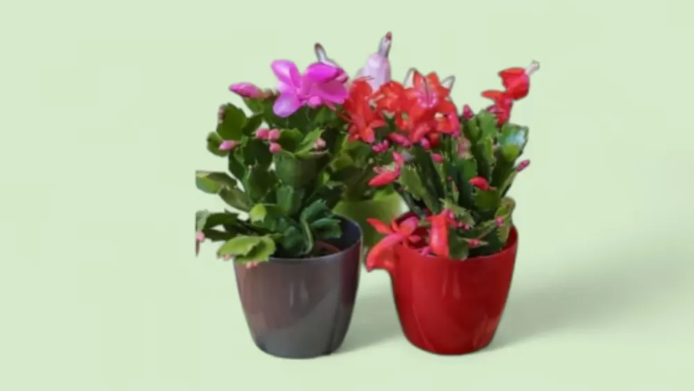 Qış Çiçəyi — Dekabrçiçəyi (Schlumbergera)