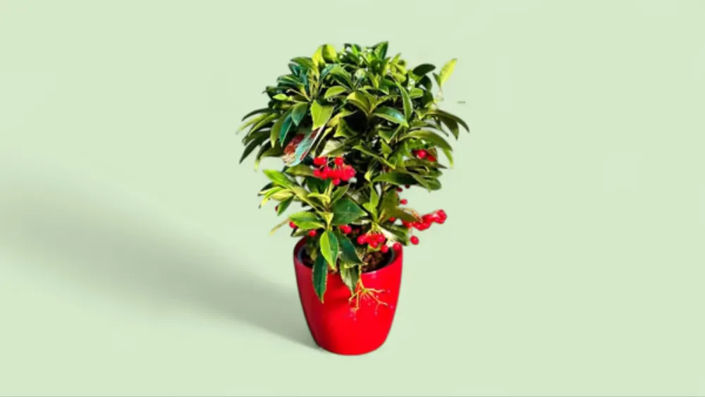 Qırmızı Giləmeyvə Möcüzəsi — Ardisiya Dekorativ Bitkisi