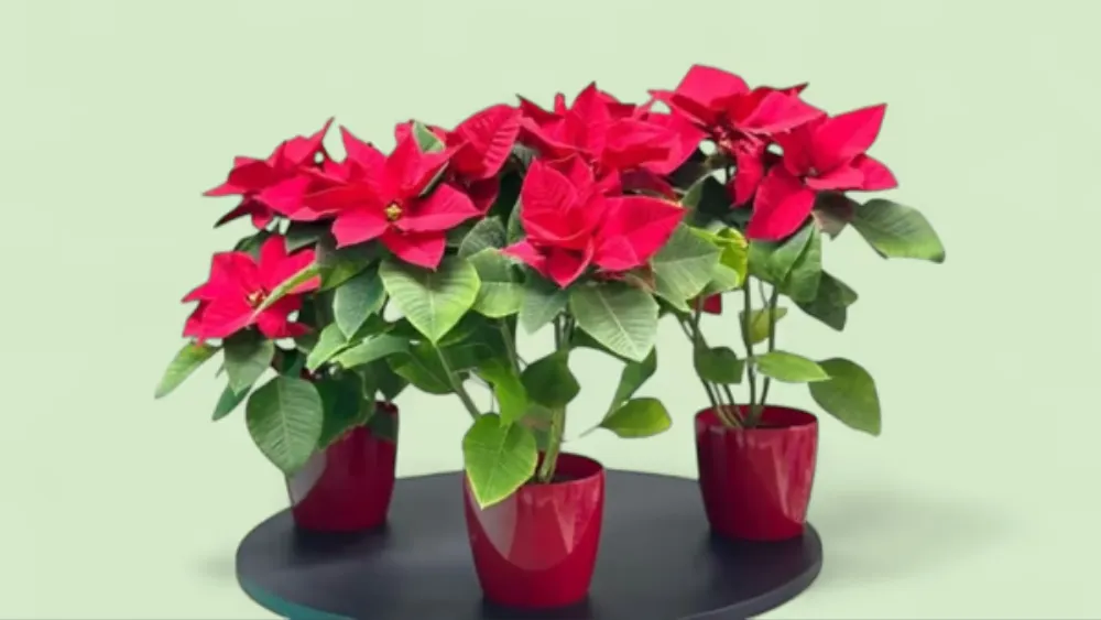 Yeni İl Ulduzu — Qırmızı Poinsettia (Atatürk Çiçəyi)