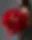 Scarlet Romance Premium Buketi
