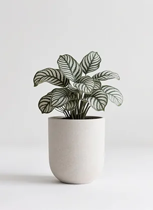 collection image