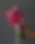 Fuchsia Pearl