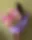 Rosalie