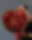 Crimson Ember