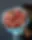 Peach Azure