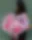  Pink Whisper 