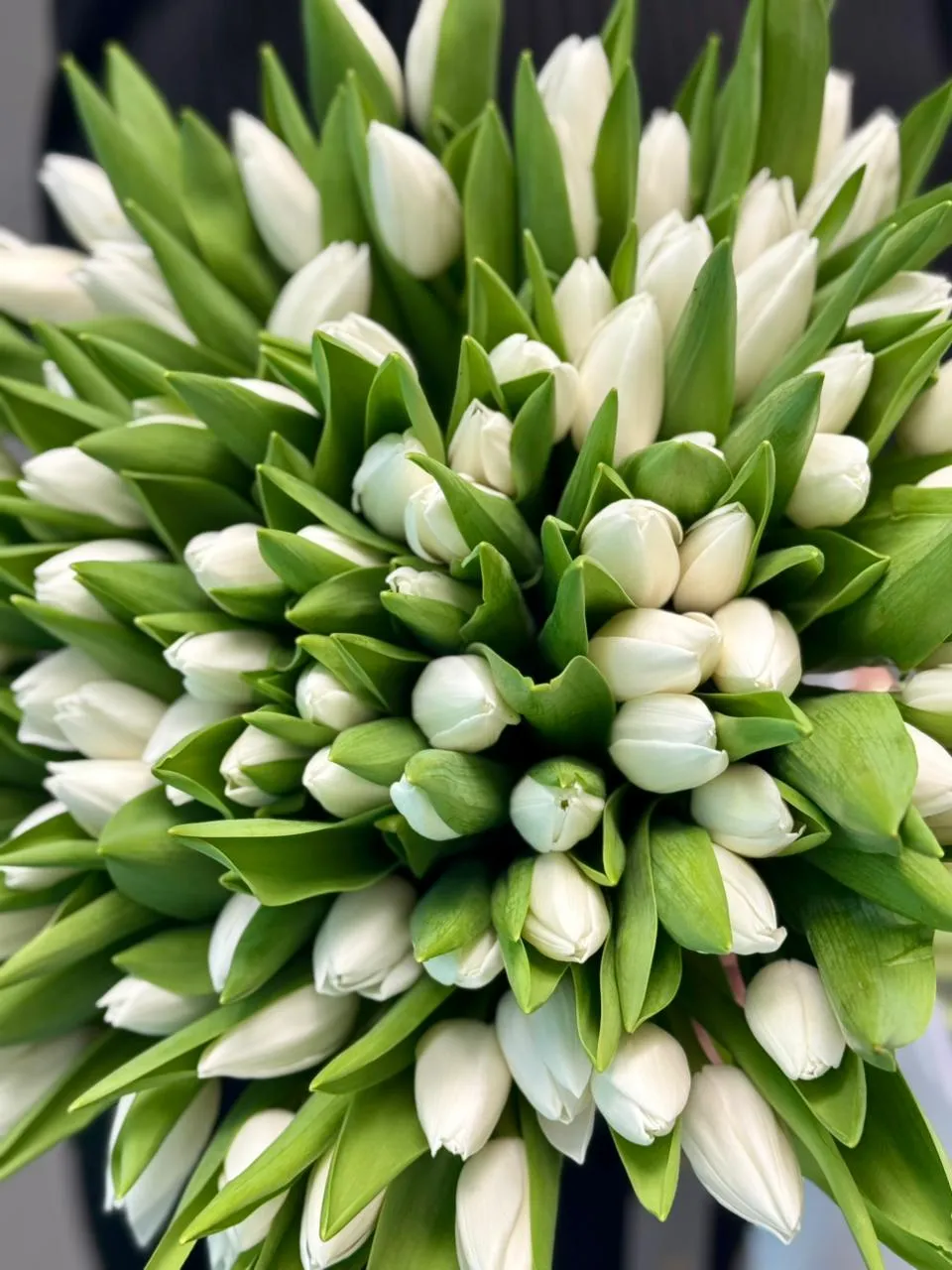 White Elegance – Ağ Lalələrin Zərifliyi