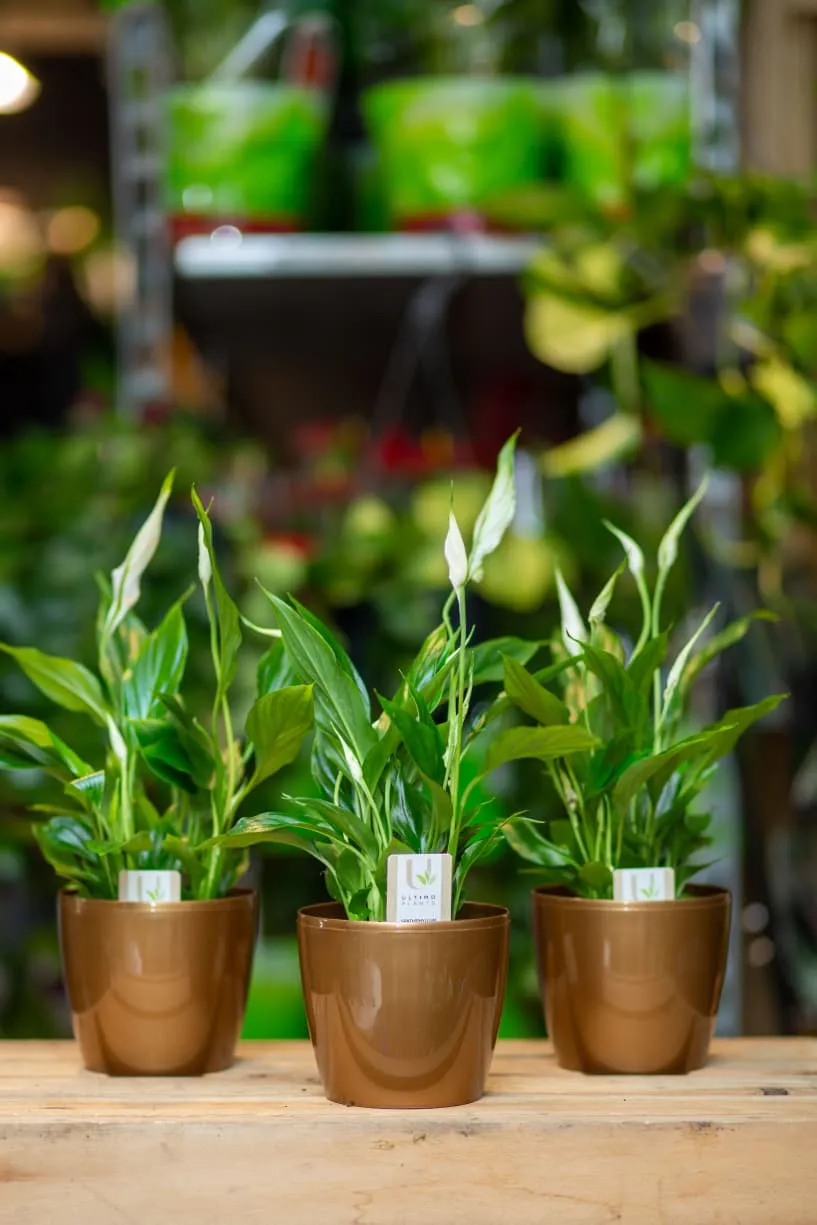 Sülh Zanbağı (Spathiphyllum)25sm sadə dibçək ilə