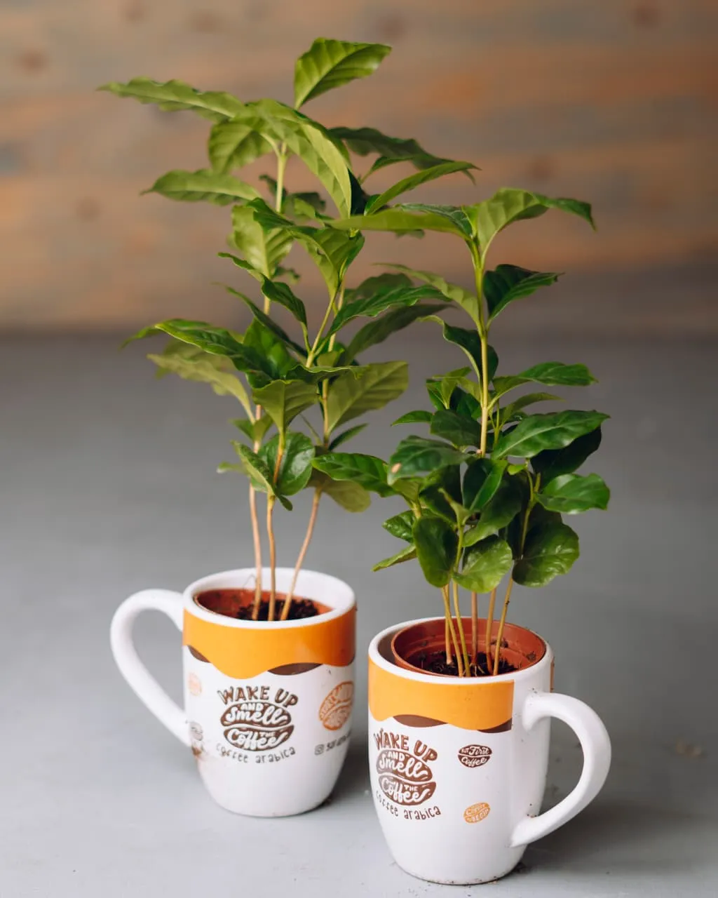 Qəhvə Bitkisi – Coffea Arabica