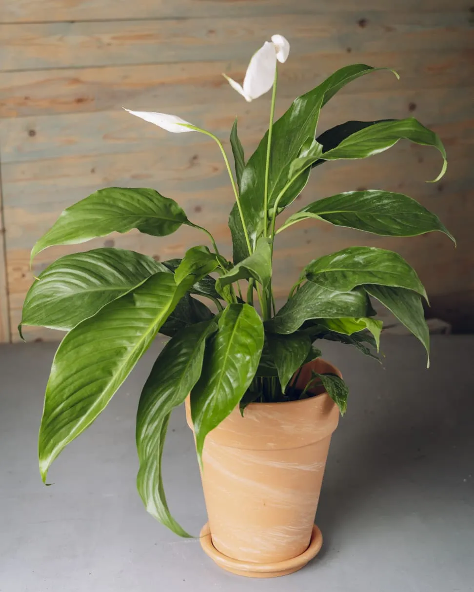 Sülh Zanbağı (Spathiphyllum)Sadə dibçəkdə