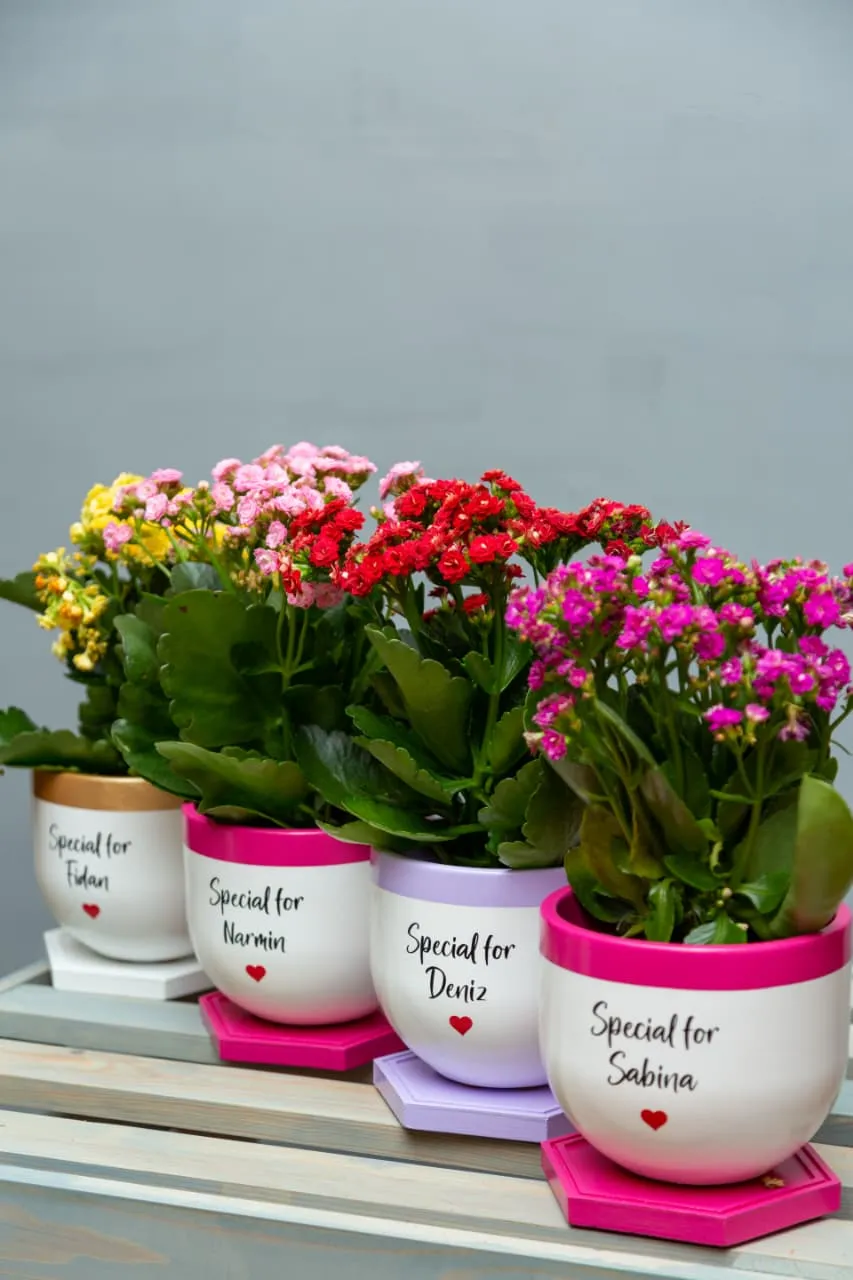 Kalanxoe (Kalanchoe Blossfeldiana) Sadə dibçəkdə