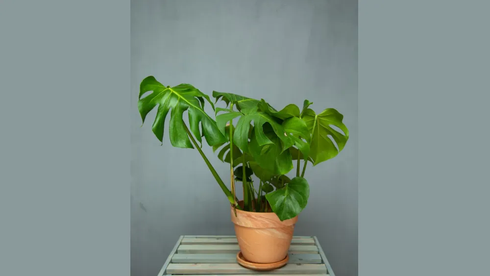 Monstera Deliciosa (Şeytan Yarpağı) Sadə dibçəkdə
