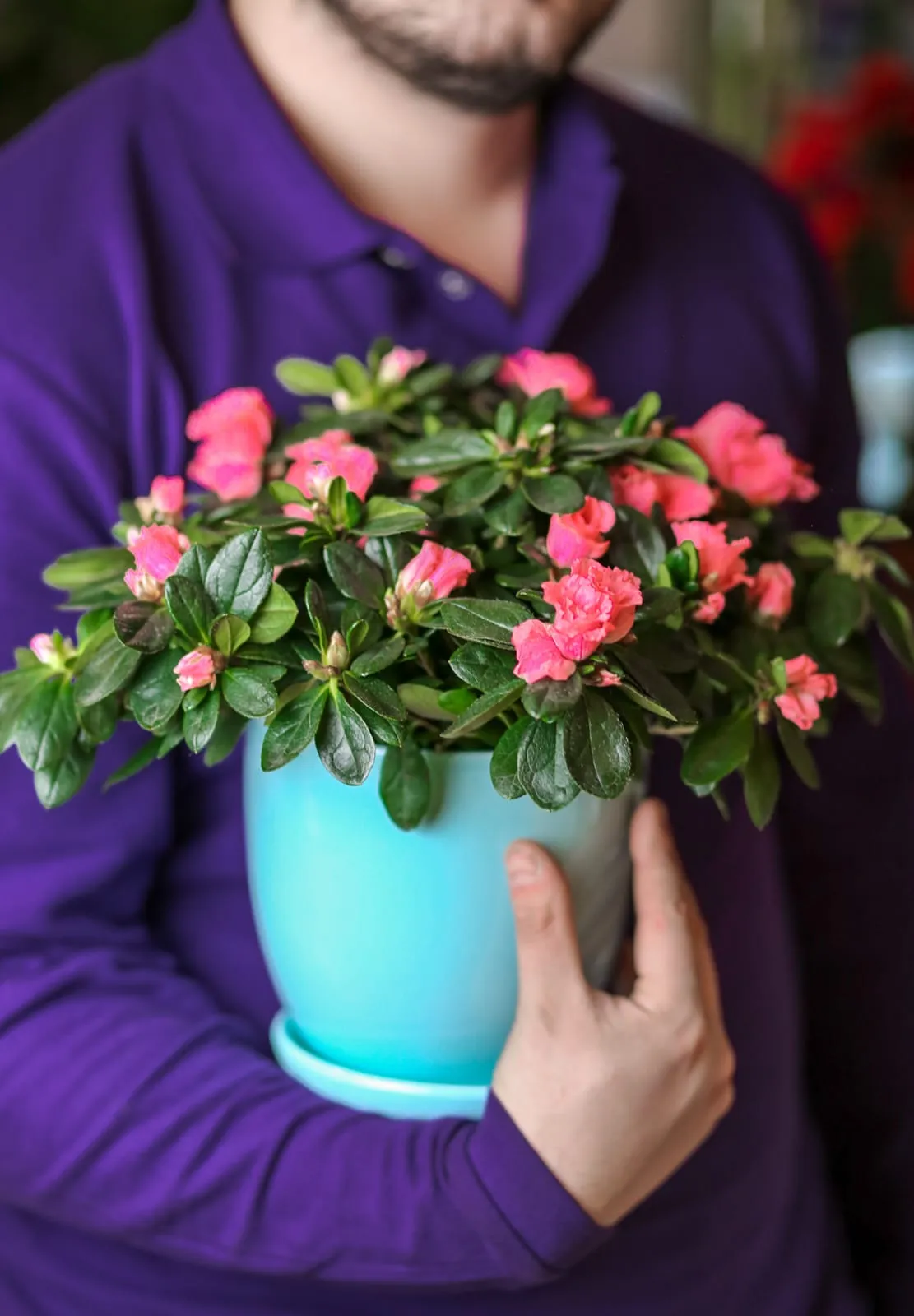 Azaliya Çəhrayı (Sadə dibçəkdə)