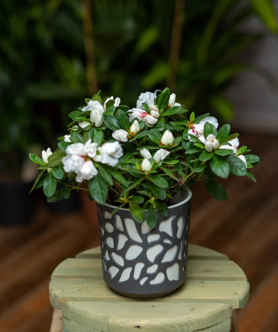 Ağ Azaliya (Sadə dibçəkdə)