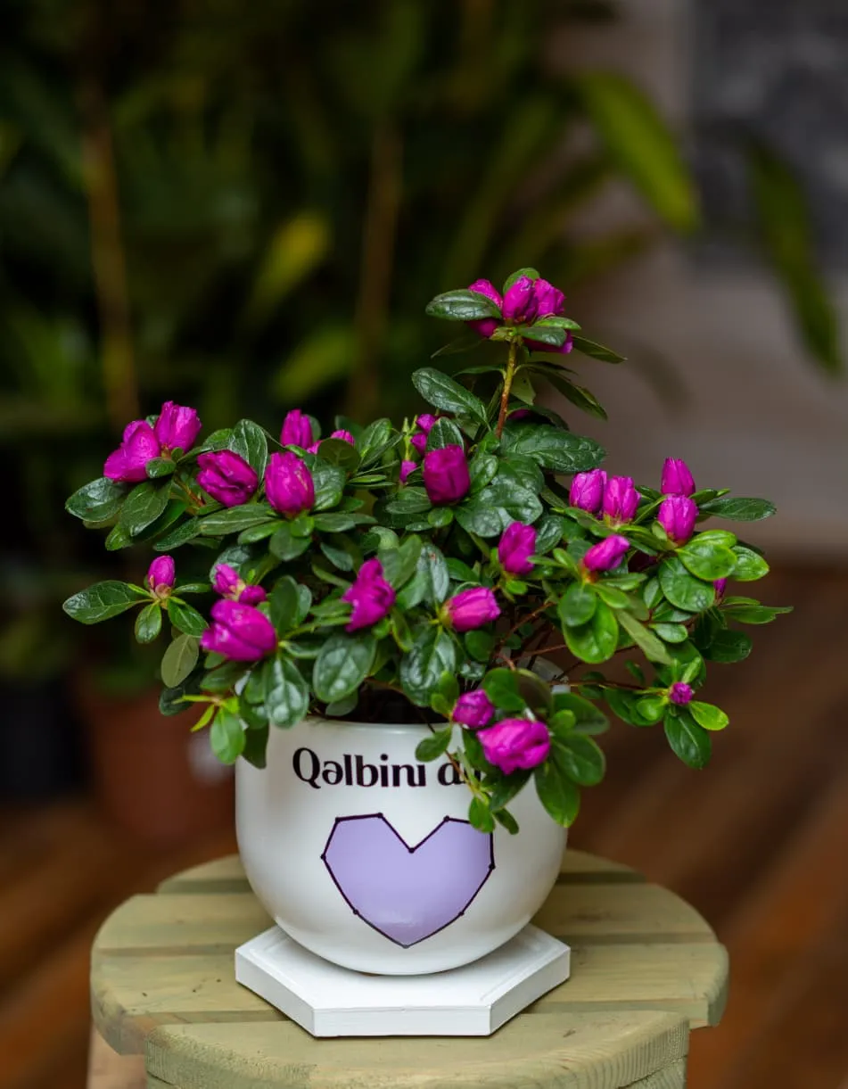 Bənövşəyi Azaliya (Sadə dibçəkdə)