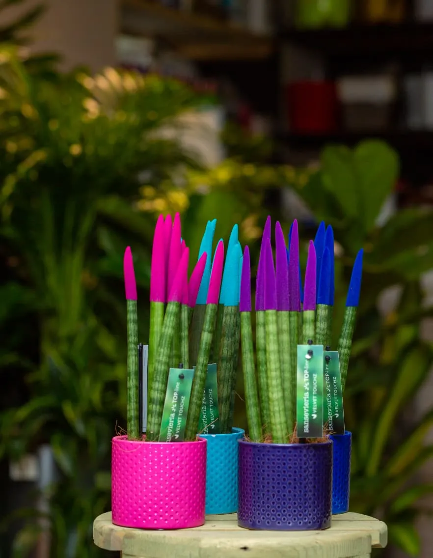 Sansevieria Rənglərin Toxunuşu (Sadə dibçəkdə)