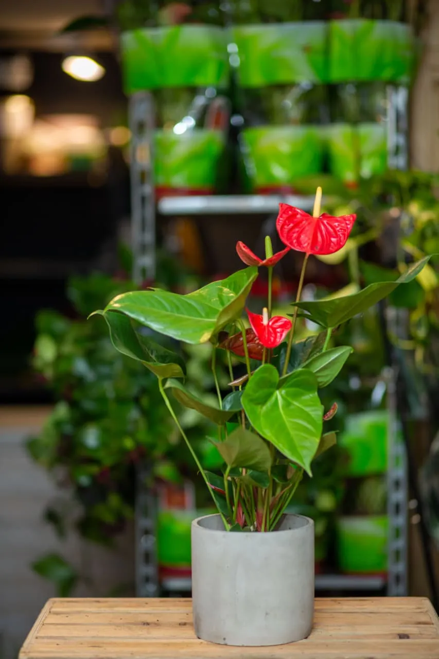 Anthurium Bitkisi Flamingo Flower 50sm Sadə dibçəkdə