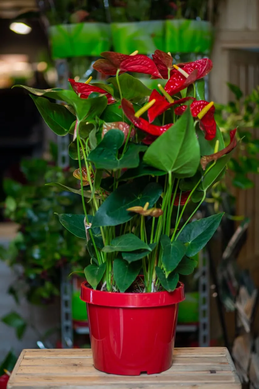 Anthurium Bitkisi Flamingo Flower 100sm Sadə dibçəkdə