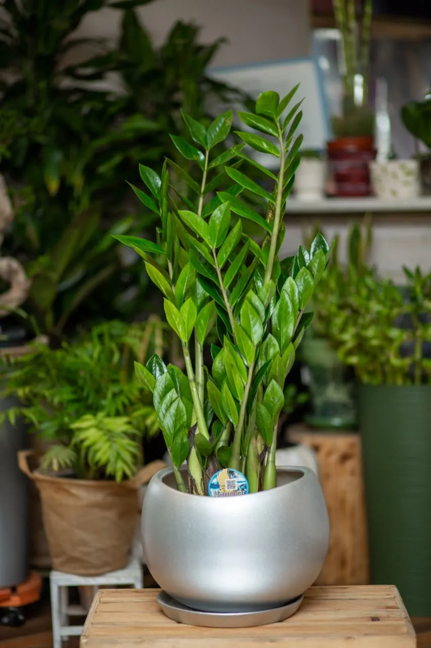Dollar ağacı Zamioculcas (sadə dibçək ilə)