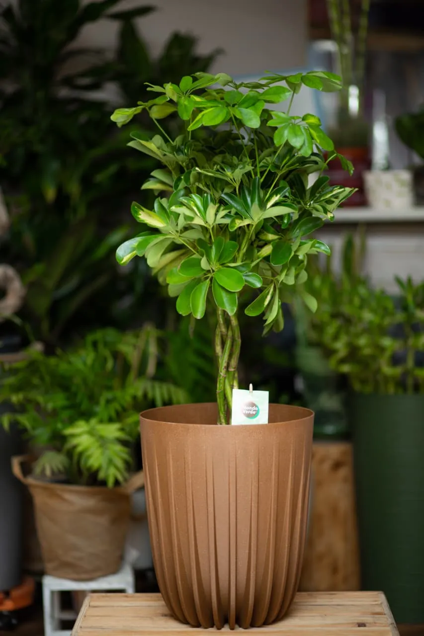 Schefflera Bitkisi (sadə dibçəkdə)