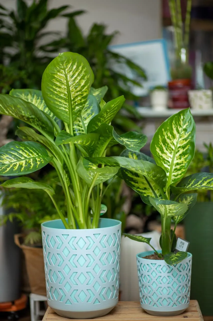 Dieffenbachia 70sm (sadə dibçəkdə)