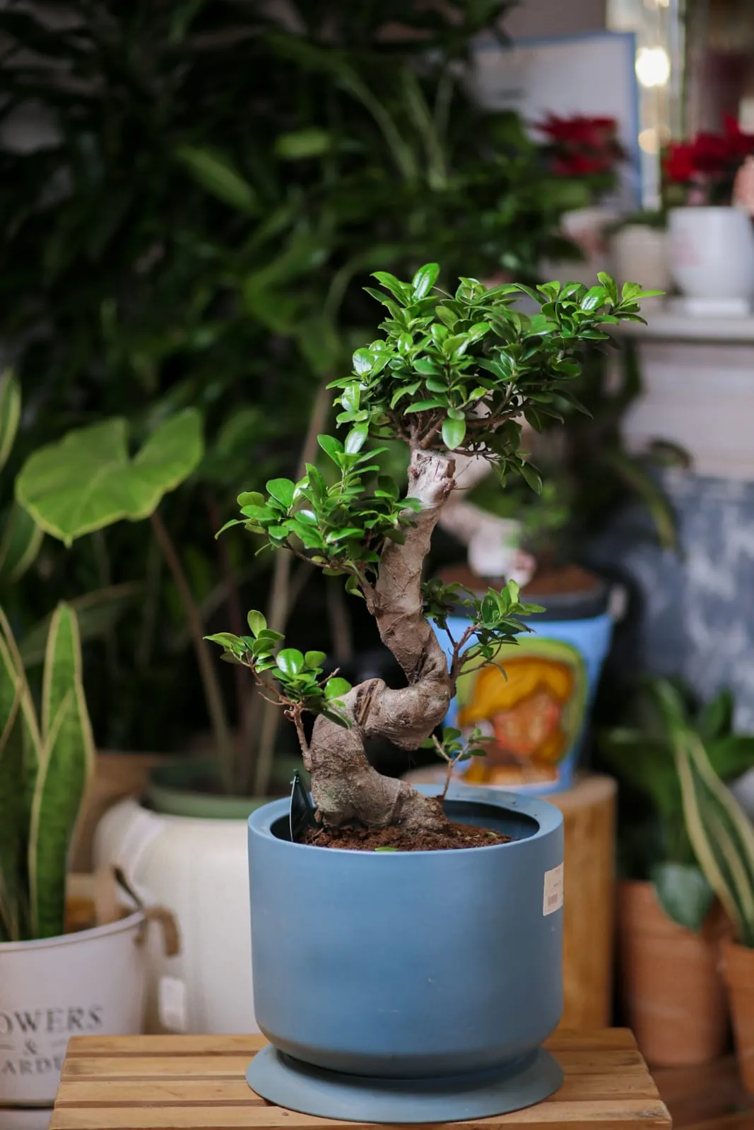Ficus Ginseng Bitkisi 80 sm