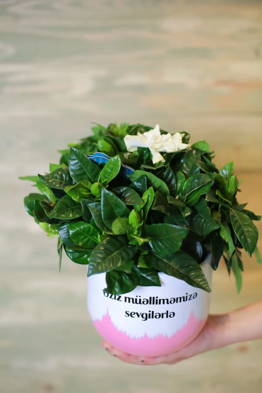 Gardenia Bitkisi (Sadə dibçəkdə)