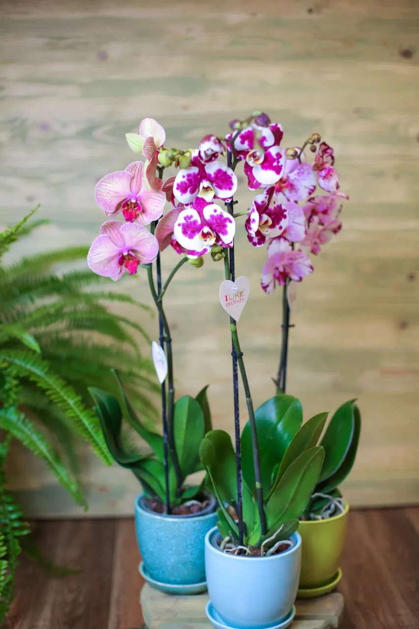 Phalaenopsis Orxideyası 70sm Tək budaq