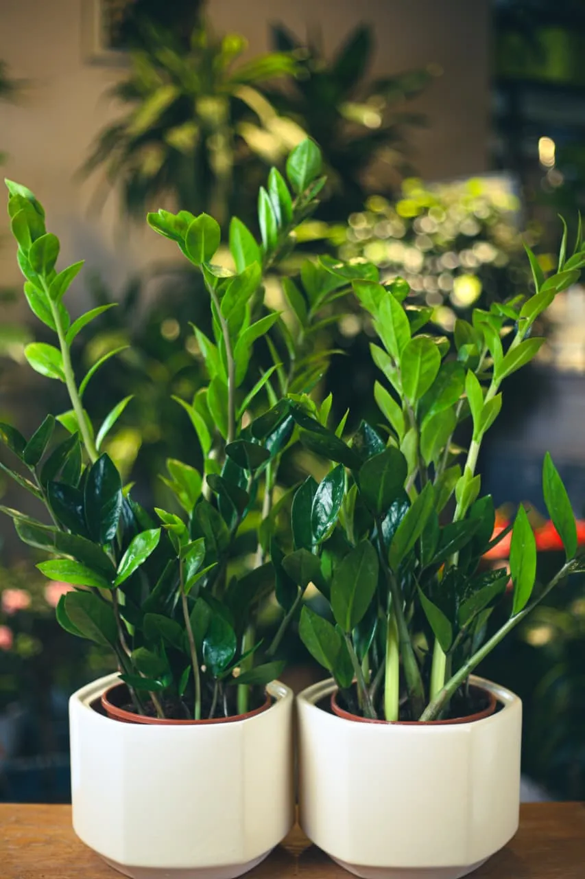 Zamioculcas Bitkisi 60sm (sadə dibçəkdə)